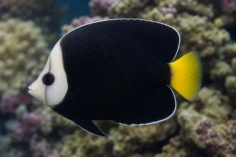 Chaetodontoplus melanosoma Браун ангел