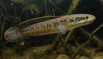 Channa micropeltes (Змийска глава)
