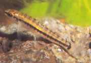Characidium brevirostre Кратко -носен характер
