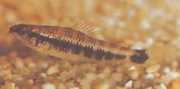 Characidium fasciatum Характер очарова