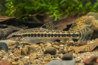 Characidium fasciatum Характер очарова