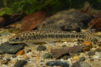 Characidium rachovii Rachov Tetra-Plier