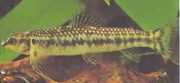 Characidium sp. aff. fasciatum Рио Негър Тетрагер