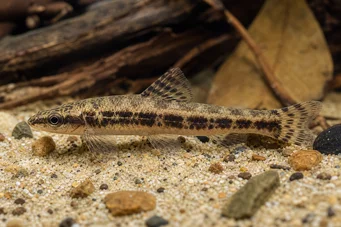 Characidium sp. aff. fasciatum (Рио Негър Тетрагер)