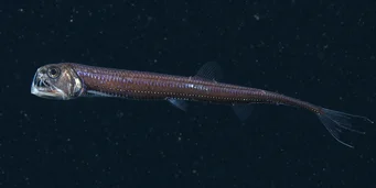 Chauliodus sloani (Военноморска пепелянка)