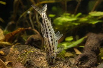 Chilodus punctatus (С главата надолу)