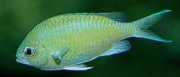 Chromis caerulea Зелен хромис