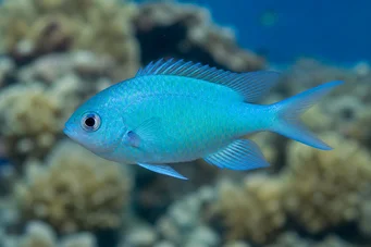 Chromis caerulea (Зелен хромис)