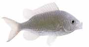 Chromis chromis Кастаньол