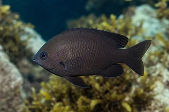 Chromis chromis (Кастаньол)