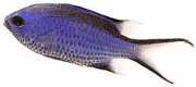 Chromis cyanea Синя млада дама