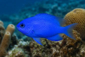 Chromis cyanea (Синя млада дама)