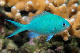 Chromis viridis (Зелен кастан)