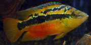 Cichlasoma salvini Салвини