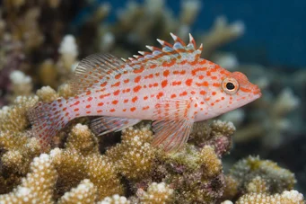 Cirrhitichthys oxycephalus Финоглав пухкав