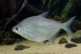 Citharinus citharus (Лайна с висок гръб)