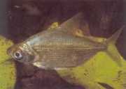 Citharinus congicus Конго Ситари�...