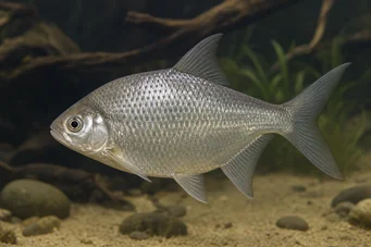 Citharinus congicus