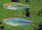 Coelurichthys microlepis Tetra Crutor с малки везни, Barberos