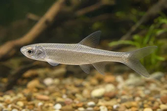 Coelurichthys microlepis Tetra Crutor с малки везни, Barberos