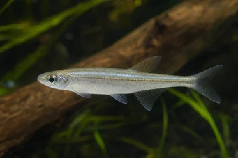 Coelurichthys tenuis (Тетра Хелд, Тетра-Барберос)
