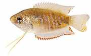 Colisa fasciata Гигантски пакет