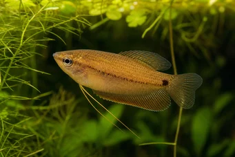 Colisa sota (Скъпа Гурами)