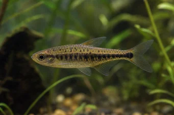 Copeina guttata (Червена Копейна)