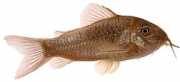 Corydoras aeneus Метални Corydoras