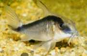 Corydoras arcuatus Извита Корид�...