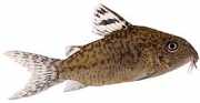 Corydoras elegans Въоръжени Ко�...