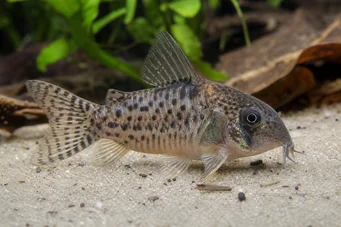 Corydoras latus (Коридори с отражение)