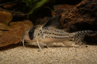 Corydoras melanistius Коридори, багер, почистваща дама