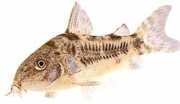 Corydoras paleatus Пиперлив