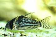 Corydoras schwartzi Corydoras с пет гр...