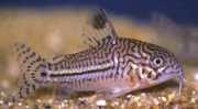 Corydoras trilineatus Три -ленти Coryd...