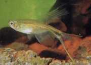 Corynopoma riisei Коринопома джудже, меч тетра