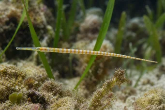 Corythoichthys flavofasciastus (Жълта бандафска риба)