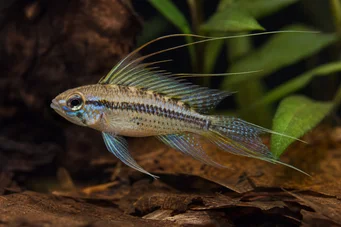 Crenicara filamentosa (Решетка Cichlid)