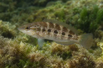 Crenilabrus quinquemaculatus Пет -ленти