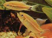 Crenuchus spilurus Crenuchus с каудално петно, Tetra-Flier