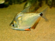 Ctenobrycon spilurus hauxwellianus Характеристики с висок гръб