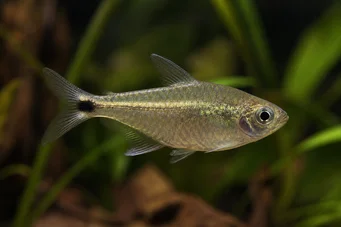 Ctenobrycon spilurus hauxwellianus (Характеристики с висок гръб)