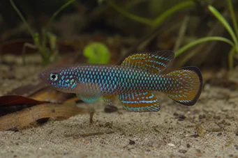 Cynolebias bellottii Аржентина Перл Синолебиас