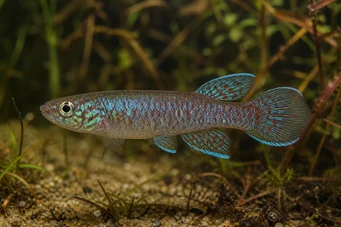 Cynolebias bokermani Cynolebias Bokermani