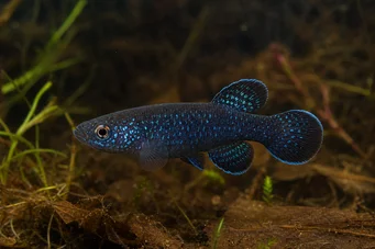 Cynolebias nigripinnis (Аржентинска перла с черни перки)