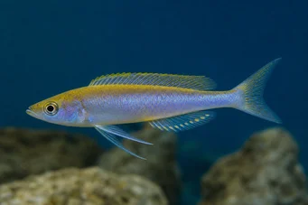 Cyprichromis leptosoma (Цирихромис лептозома)