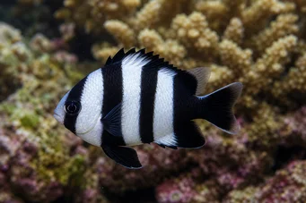 Dascyllus melanurus (Черна дама)