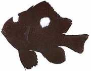 Dascyllus trimaculatus Три петна