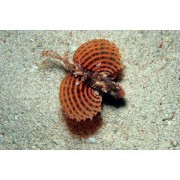 Dendrochirus brachypteru... Джудже